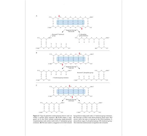 Molecular Biotechnology 的图像结果