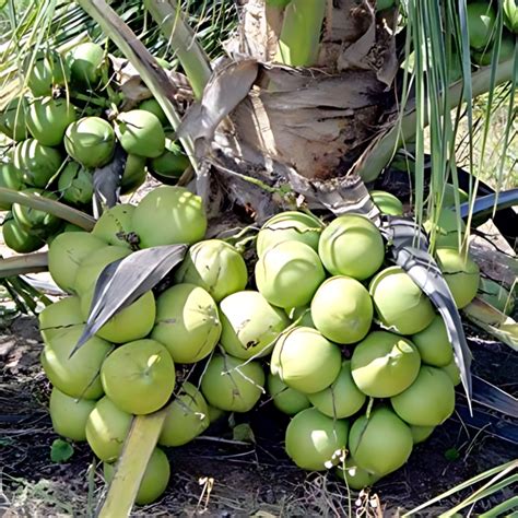 Hybrid Dwarf Coconut - 18th Patta Hybrid Plant – M-Tech Gardens