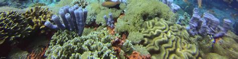 PADI Discover Scuba Diving with 2 Dives Nusa Penida in Bali with PADI 5 ...