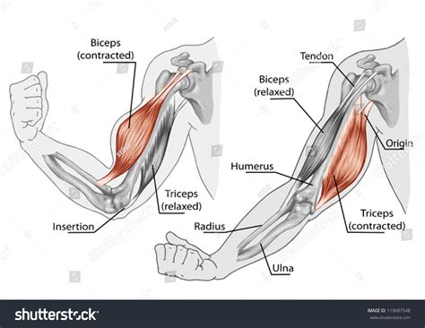 Biceps And Triceps Muscles