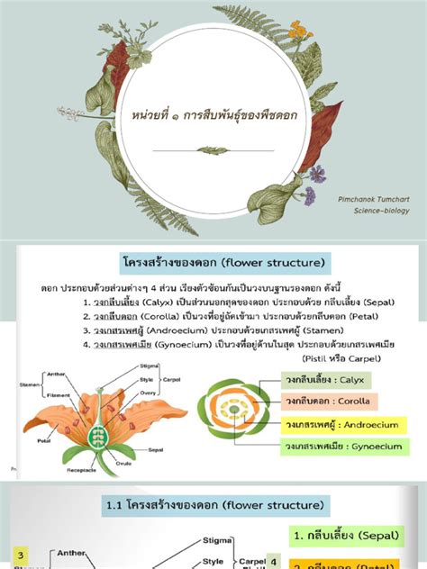 Basic Plant Structure 的图像结果