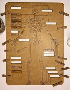MeeCraft Wooden Human Skeleton Puzzle with Name - Montessori Learning ...