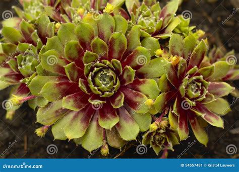 Hen and Chicks Plant Background Stock Image - Image of plant, garden ...