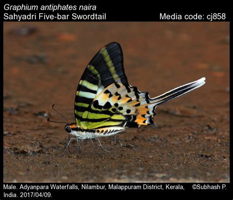 Graphium antiphates | Butterfly