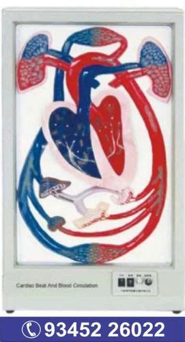 Image result for Blood Circulation Model