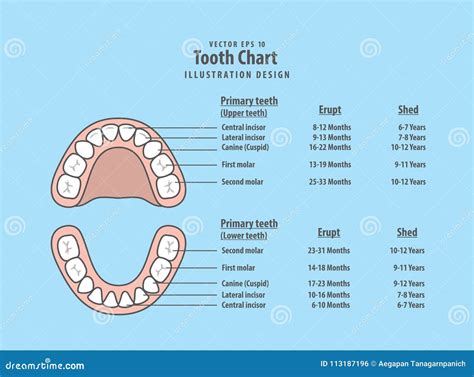 Tooth Chart Primary Teeth with Erupt & Shed Illustration Vector Stock Vector - Illustration of ...