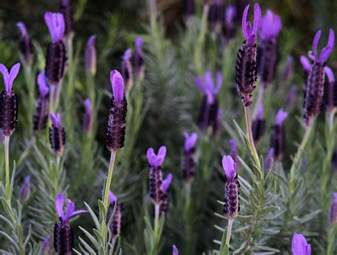 8 Stunning Lavender Varieties To Grow in Your Garden