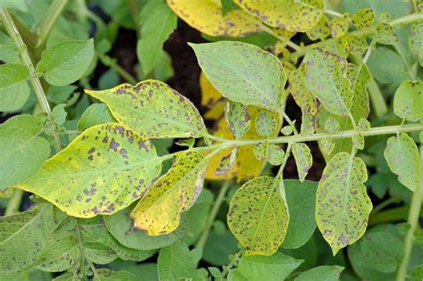 What Does Potato Blight Mean at Daniel Gilmore blog