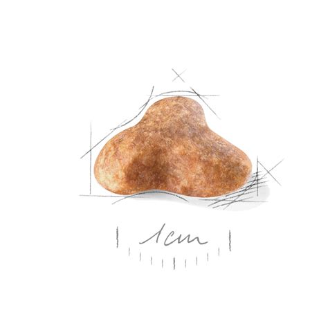 Pug Adult | Royal Canin IN