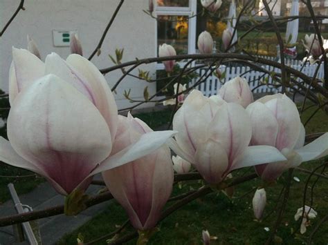 HOTEL UND KURPENSION BRIGITTE (Bad Krozingen) - Hotel Reviews, Photos ...