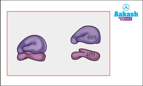 Ribosomes in Biology: Definition, Types and Importance | AESL