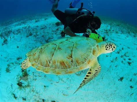 ARRECIFE DIVE CENTER (2026) All You Need to Know BEFORE You Go (with ...