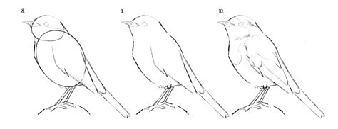 Image result for Drawing Birds Tutorial