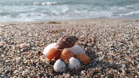 Image result for Beach Sea Shells
