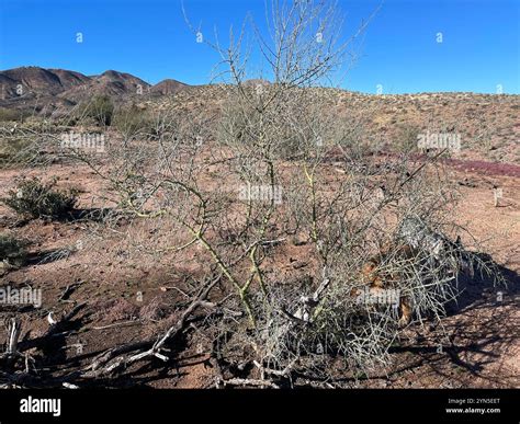blue palo verde (Parkinsonia florida Stock Photo - Alamy