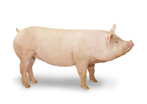 Pig 101 » Wholestone Farms