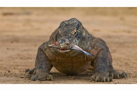 The Largest Komodo Dragon Ever Seen