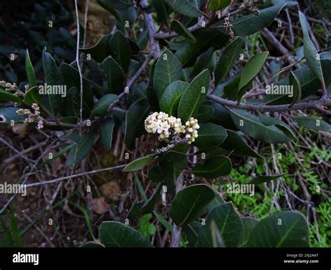 lemonade berry (Rhus integrifolia) Plantae Stock Photo - Alamy