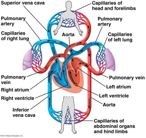 Cardiovascular System 的图像结果