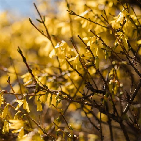 Forsythia x 'Meadowlark' - Meadowlark Forsythia - Plants Unlimited ...