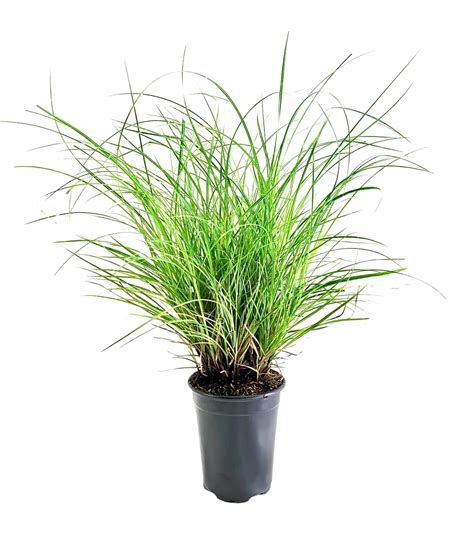 Adagio Maiden Grass 3 Live Quart Sized Plants Miscanthus Sinensis Fast ...