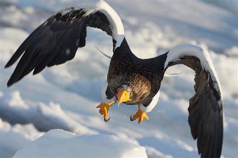 Download Bird Of Prey Beak Bird Eagle Animal Steller's Sea Eagle HD ...
