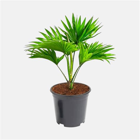Buy palms and cycads online at best price from plantsguru