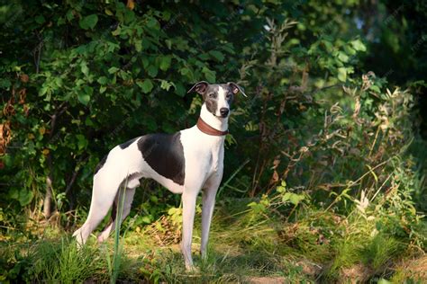 Whippet Mixed Breeds