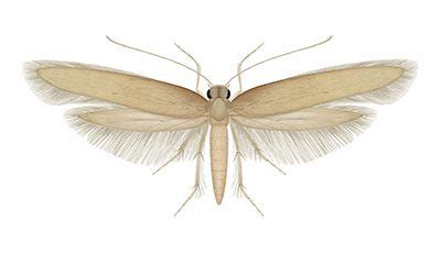 Image result for Cloth Moth Control
