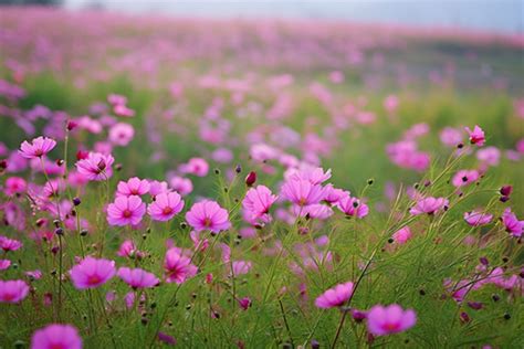 Image result for Pink Exploding Box