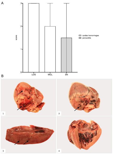Pathology of African Swine Fever in Wild Boar Carcasses Naturally ...