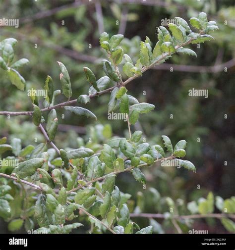coast live oak (Quercus agrifolia) Plantae Stock Photo - Alamy