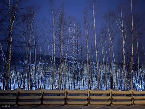 [Furano & Biei Winter Night Romance] Christmas Tree Sunset ...
