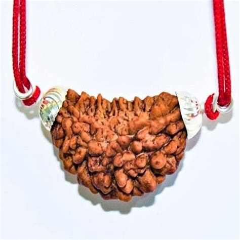 All Stone Ek Mukhi Rudraksha Original Certified A++ 1 Mukhi Rudraksha ...