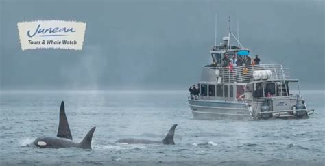 Latest Juneau Whale Watch movie: Whales of 2017 - Juneau Whale Watching ...