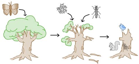 Consequences | The Invasive Gypsy Moth