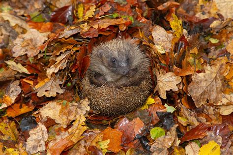 Hedgehogs Hibernate All About The Hedgehog GardenBird