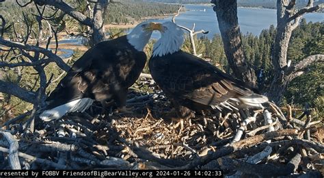 Baby bald eagles: Big Bear's bald eagle couple Jackie and Shadow ...