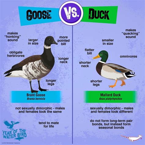 Goose vs. Duck: Key Differences Explained
