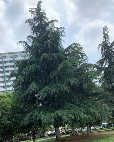 Urban Street: Tree Classification - Dataset Ninja