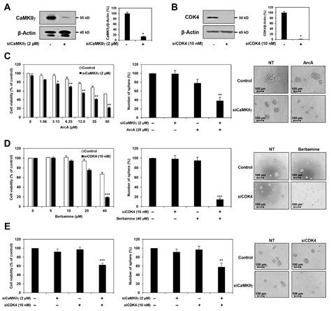 Synergistic Anticancer Effect of a Combination of Berbamine and ...