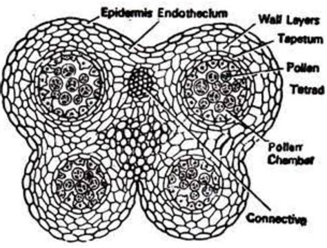 Draw structure of Mature Anther. OR Draw structure of Anatropous Ovule ...