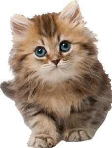 SUDARSHAN STICKER 58 cm Innocent Cat Wall Sticker Self Adhesive Sticker ...