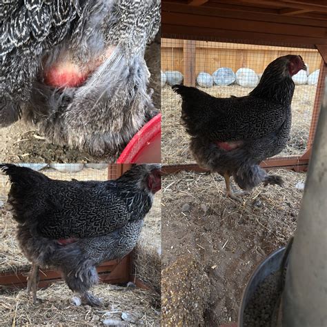 What’s going on with my chickens butt? It’s been getting redder ...
