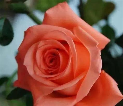 路易十四玫瑰多少錢一株 花語及養殖方法介紹 - 每日頭條
