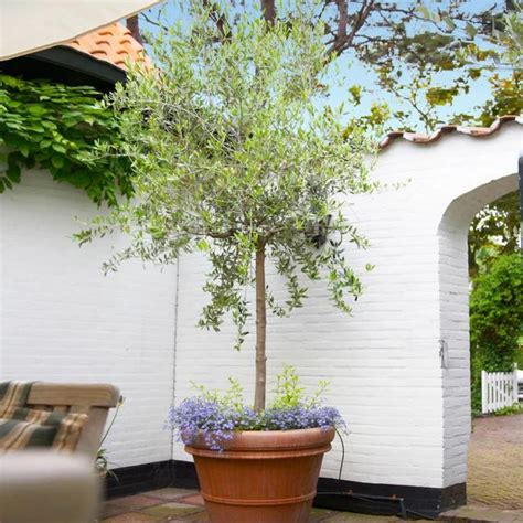 Premium Koroneiki Olive Tree Saplings for Your Garden