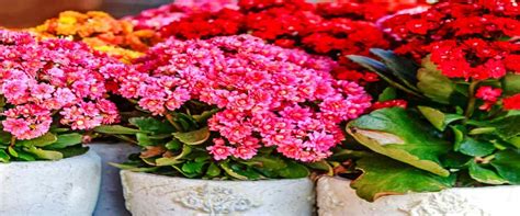 The Best Flowering Plants for Indian Winters For 2025