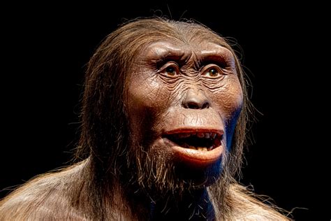 Australopithecus Afarensis Lucy Full Body