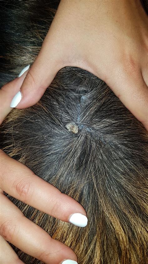 Dog Infected Hair Follicle