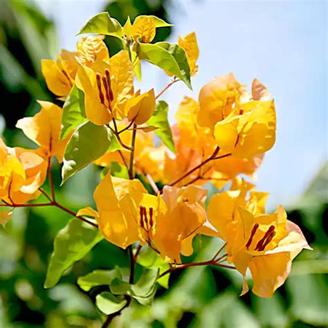 Bougainvillea "Yellow" - Plant – Lalit Enterprise